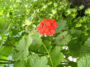 Pelargonium met mooi geaderd blad