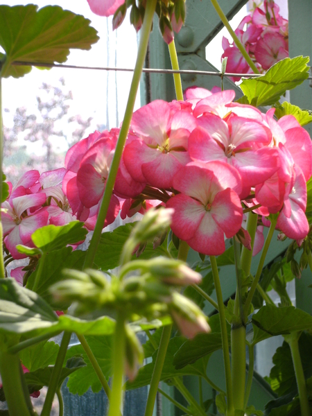 Witte vierkante kelken omringd met rose bloemblaadjes
