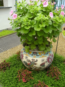 Mooie combinatie tussen pelargonium en oosterse vaas