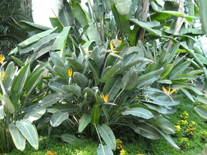 Plantaardige vogels ?
