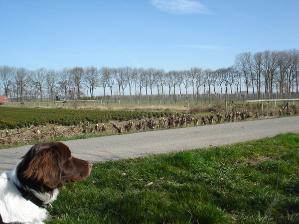 Buren Wijngaard en omgeving 20-03-09