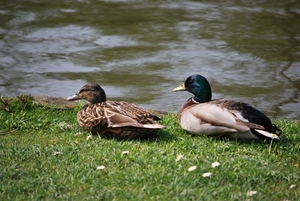 2009-04-15 Kessel-Lo en Vlierbeek (10)