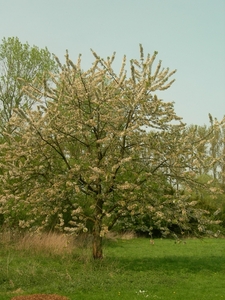 2009-04-15 Kessel-Lo en Vlierbeek (176)