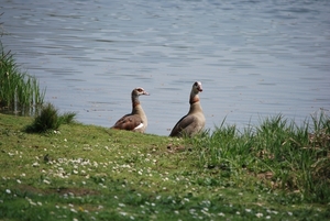 2009-04-15 Kessel-Lo en Vlierbeek (44)