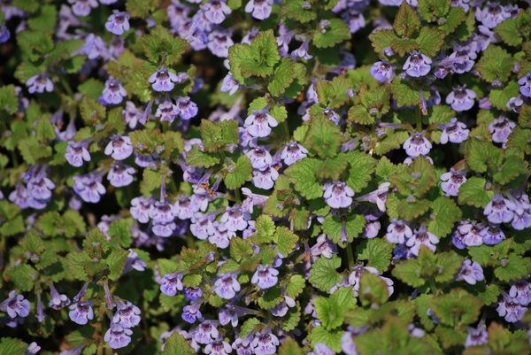 2009-04-15 Kessel-Lo en Vlierbeek (52)