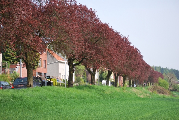 2009-04-15 Kessel-Lo en Vlierbeek (97)