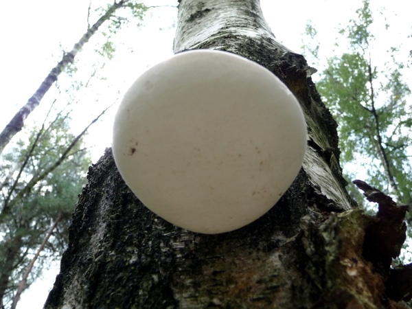 Paddestoel