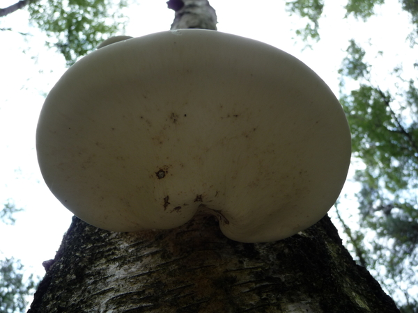 Paddestoel