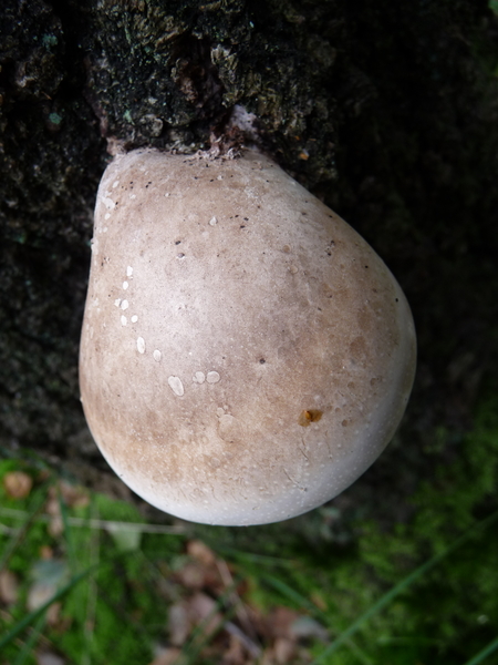 Paddestoel