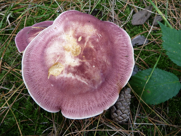 Padestoel