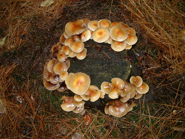 Paddestoel