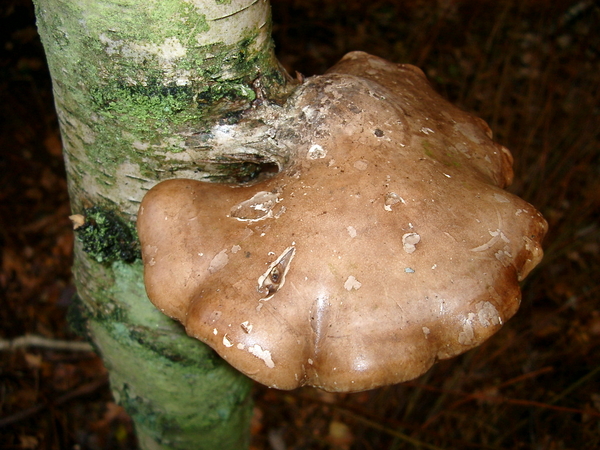 Paddestoel