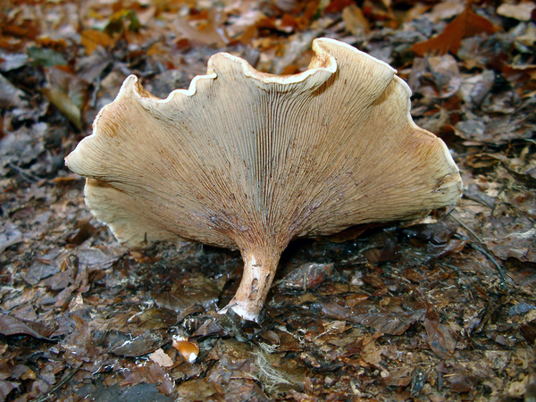 Paddestoel