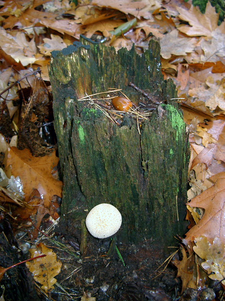Paddestoel