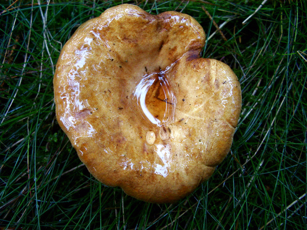 Paddestoel