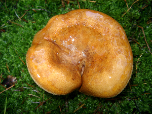 Paddestoel 014