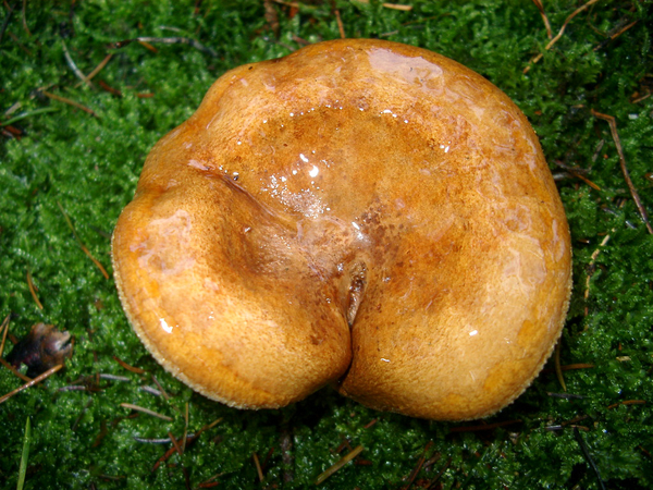 Paddestoel