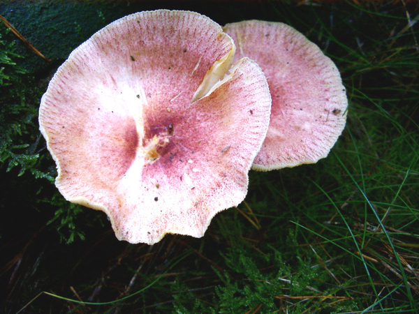 Paddestoel
