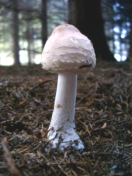 Paddestoel