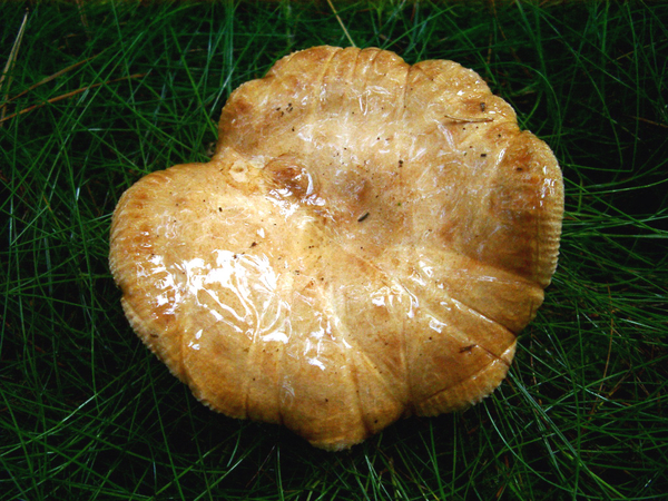 Paddestoel