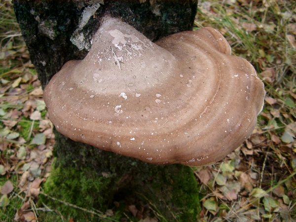 Paddestoel