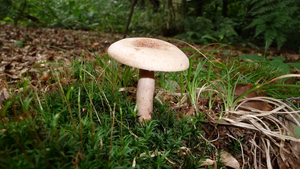 Paddestoel