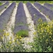 Lavendel veld