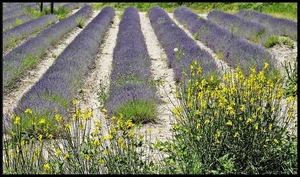 Lavendel veld