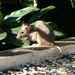 Muis op vogelvoederplank