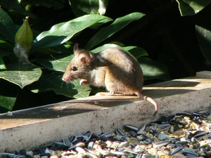 Muis op vogelvoederplank