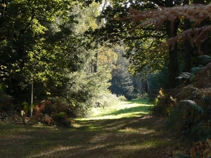 Herfst in Heidebos .