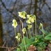 Slanke sleutelbloem 14.3.08