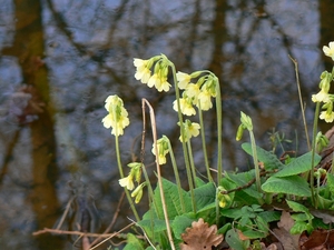 Slanke sleutelbloem 14.3.08