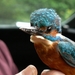 IJsvogel 13 .5.07