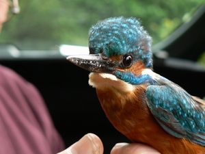 IJsvogel 13 .5.07