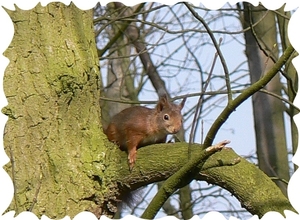 Eekhoorn aan stam.jpg3