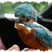 IJsvogel
