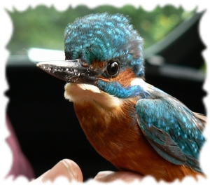 IJsvogel
