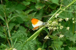 Oranjetip