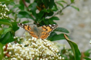 Distelvlinder