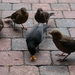 16.5.09 Merel en kroost