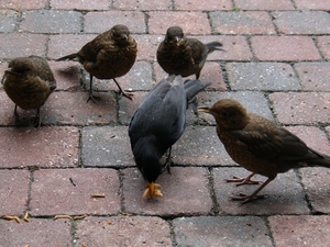 16.5.09 Merel en kroost