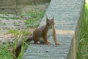Eekhoorn
