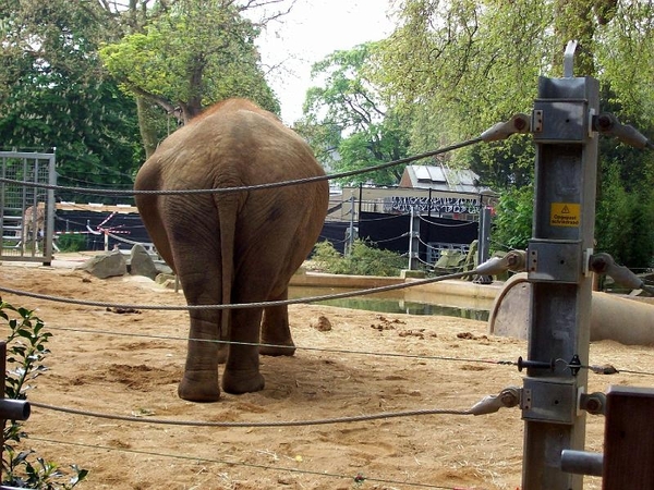 Zwanger olifant