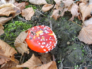 rood met witte stippen