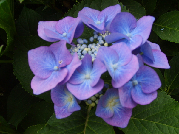 Hortensia