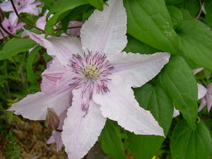 Clematis