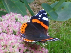 vlinder op bloem