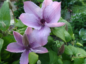 Clematis