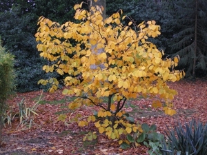 Herfst en toverhazelaar.
